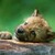 :iconlittle-she-wolf: