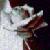 :iconlittle-starling: