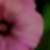 little-sun-shine :iconlittle-sun-shine: