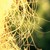 :iconlittle-supernova: