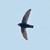 :iconlittle-swift: