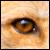:iconlittle-valkyrie: