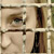 :iconlittle-white-daisy:
