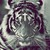 :iconlittle-zita: