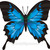 :iconlittlebabybutterfly: