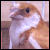 :iconlittlebeak: