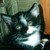 :iconlittleblackcat92: