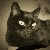 :iconlittlecateye: