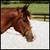 :iconlittlechestnutpony: