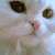 :iconlittlecintia: