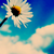 :iconlittlecolourdevil:
