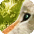 :iconlittlecommet: