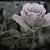 :iconlittlecursedrose: