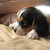 :iconlittledaugther: