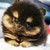 :iconlittlednburden: