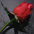 :iconlittleFeigle: