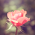 littlefever :iconlittlefever:
