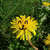 :iconlittlegolddandelion:
