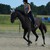 LittleHorseSoul :iconlittlehorsesoul: