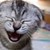 :iconlittlehugglekitty78: