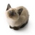 :iconlittlekittenlost:
