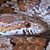:iconlittlelapsnake: