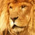 :iconlittlelion11: