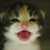 :iconlittlelungs: