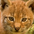 :iconlittlelynxa-367: