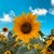:iconlittlemissharriet:
