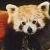 :iconlittlepandasparadise: