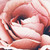 :iconlittleplasticrose: