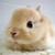 :iconlittlerabbit34plz: