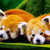 :iconlittleredpanda66: