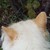 :iconlittlest-star: