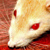 :iconlitzi-whynot-awesome:
