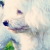 :iconliuqid-it: