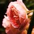 :iconlivelovelaughlisten: