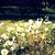 :iconlivepegacorns: