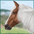 :iconlivewild4ever: