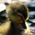 :iconlivingimages:
