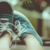 :iconlivione: