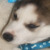 :iconlivvyluv: