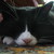 :iconlizard-illusionist: