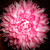LizardInATopHat :iconlizardinatophat: