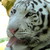 :iconlizardraptideanimal: