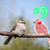 :iconlizardwithwings: