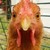 :iconlizzie-lemon-zest: