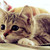 :iconlizzie28: