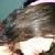 :iconlizziepeepz: